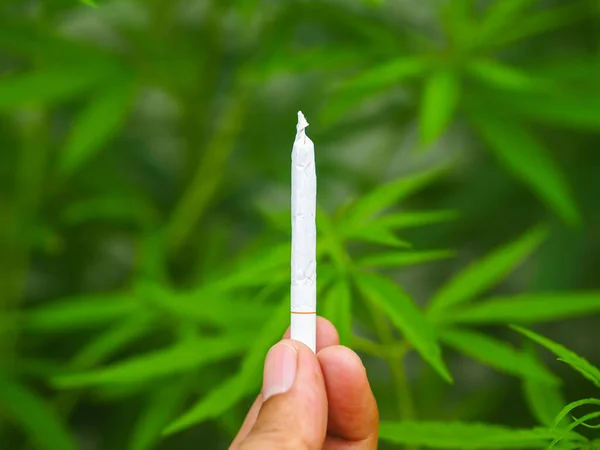 Pile Cannabis Joint Avec Des Feuilles Cannabis Dans Nature — Photo