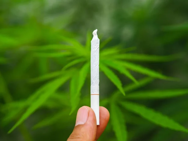 Mucchio Cannabis Joint Con Foglie Cannabis Natura — Foto Stock