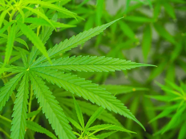 Feuilles Cannabis Dans Nature Vert Feuille Cannabis Fond — Photo