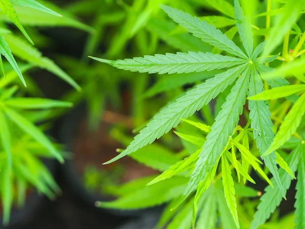 Cannabis Levelek Természetben Zöld Cannabis Levél Háttér — Stock Fotó