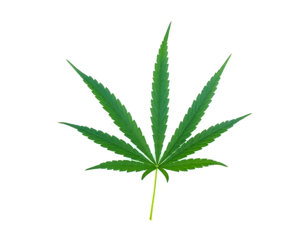 Cannabis Levél Izolált Fehér Háttér — Stock Fotó