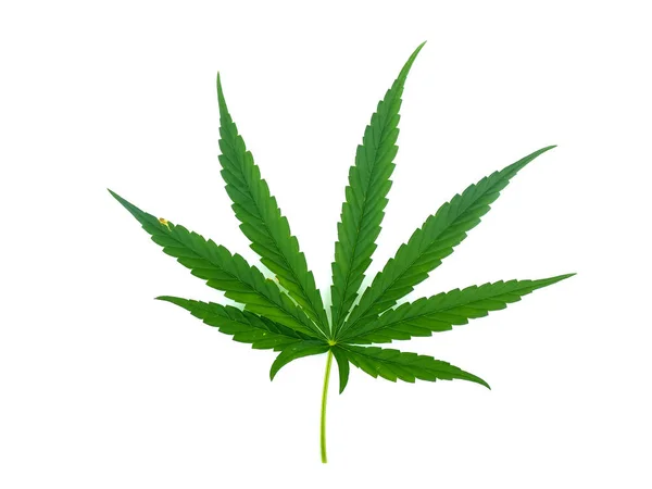 Cannabis Leaf Isolated White Background — Stock Photo, Image