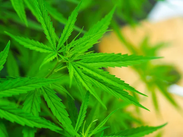 Cannabis Levelek Természetben Zöld Cannabis Levél Háttér — Stock Fotó