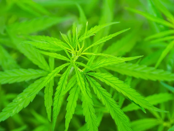 Folhas Cannabis Natureza Fundo Folha Cannabis Verde — Fotografia de Stock