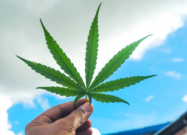 Foglia Cannabis Nel Cielo Blu — Foto Stock