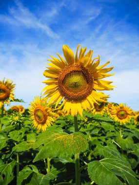 Mavi gökyüzü ve doğa arka planına sahip Ayçiçeğinin yakın çekimi.