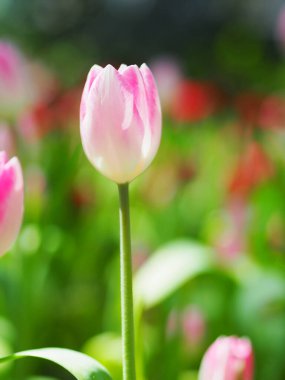 Lale çiçeğinin doğal arkaplanına yakın plan..