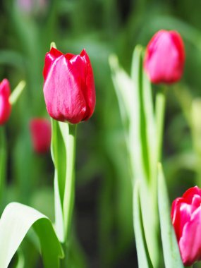 Lale çiçeğinin doğal arkaplanına yakın plan..