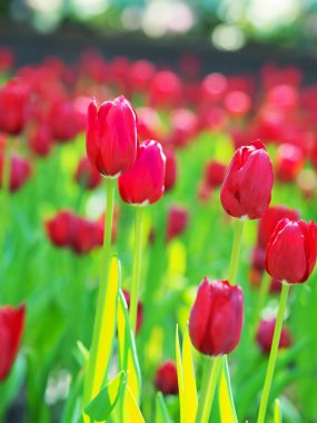 Lale çiçeğinin doğal arkaplanına yakın plan..