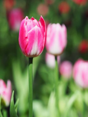 Lale çiçeğinin doğal arkaplanına yakın plan..