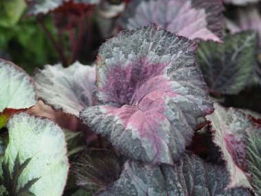 Ortanca çiçeğinin doğa arka planına sahip yakın plan..