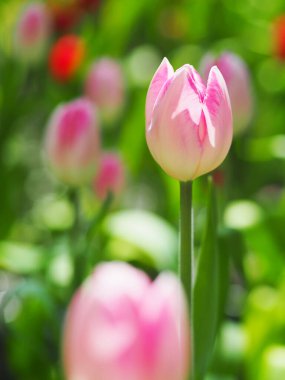 Lale çiçeğinin doğal arkaplanına yakın plan..