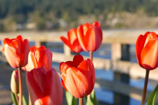 Tulpen Aus Nächster Nähe Auf Der Brücke Rocky Point Park lizenzfreie Stockbilder