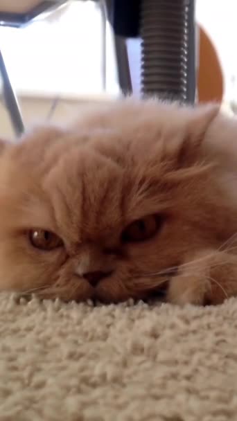 Niedlicher Ausdruck Der Persischen Katze Die Sich Auf Dem Boden — Stockvideo