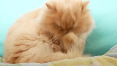 Farsça kedi yıkama ve pençe yalama 4K çözünürlük ile.