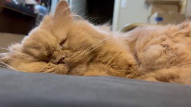 Sıcak Kedi Şekerlemesi: Sevimli Kedi Yavrusu Sandalyede Rahat Uyuyor