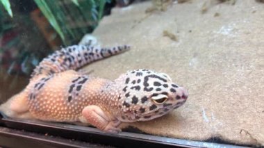 Süslü Leopar Gecko Evcil Hayvan Mağazası Ekran Davasında Dinleniyor: Yakından Bakış