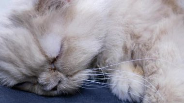 Sıcak Kedi Şekerlemesi: Sevimli Kedi Yavrusu Sandalyede Rahat Uyuyor