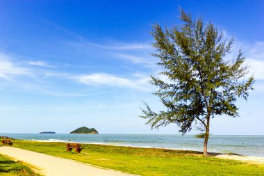 Songkhla Tayland 'da Samila sahilindeki Casuarina equisetifolia Ağacı