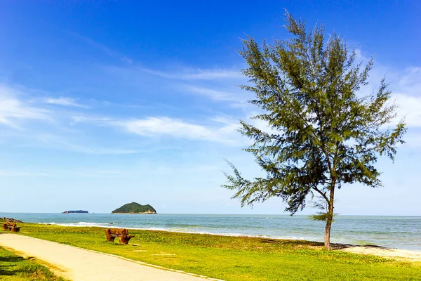 Casuarina Equisetifolia Дерево Пляже Самила Сонгкхла Таиланд — стоковое фото