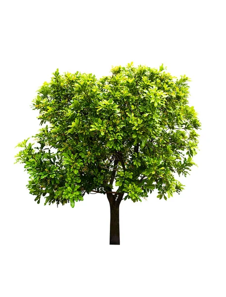 Murraya Paniculata Drzewo Izolowane Białym Tle — Zdjęcie stockowe