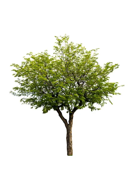 Tamaryndowca Drzewo Białym Tle — Zdjęcie stockowe