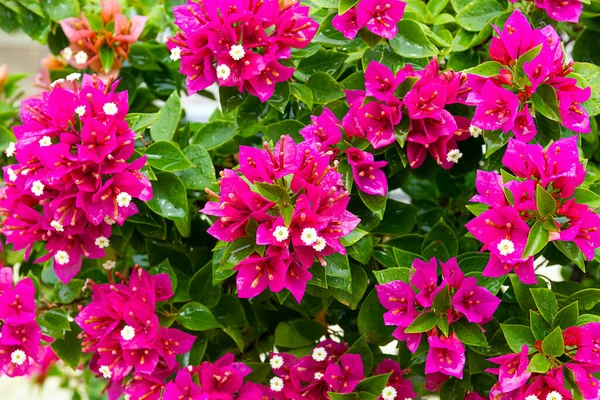 Rosa Bougainvillea Blomma Med Gröna Blad Parken — Stockfoto
