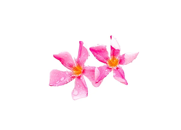 Pink Nerium Oleandes Flor Com Gota Água Isolada Sobre Fundo — Fotografia de Stock