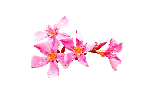 Pink Nerium Oleandes Flor Com Gota Água Isolada Sobre Fundo — Fotografia de Stock