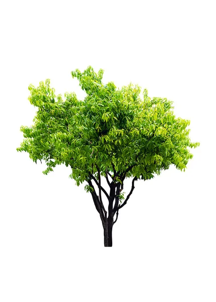 Yeşil Genç Mimusops Elena Linn Beyaz Arkaplanda Izole Edilmiş Ağaç — Stok fotoğraf