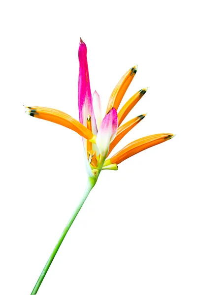 Barevné Heliconia Květiny Izolované Bílém Pozadí — Stock fotografie