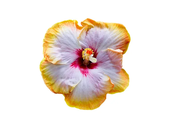 在白色背景上分离的桔红色芙蓉花 — 图库照片