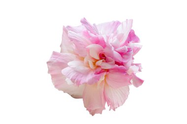 Pembe Değişken Roso, Hibiscus mutabilis L. Beyaz arkaplanda izole edilmiş.