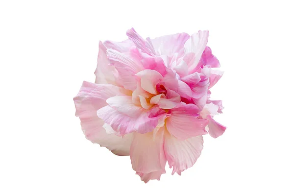 Pink Changeable Roso Hibiscus Mutabilis Isolado Sobre Fundo Branco — Fotografia de Stock