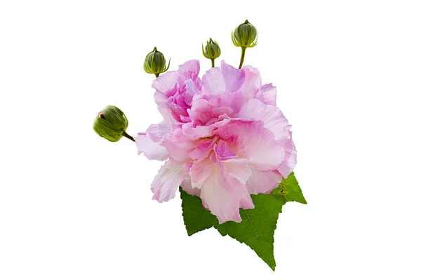 Růžové Výměnné Roso Hibiscus Mutabilis Izolované Bílém Pozadí Zeleným Listem — Stock fotografie