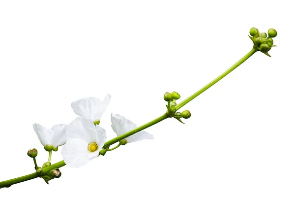 Echinodorus Palifolius Flor Aislada Sobre Fondo Blanco — Foto de Stock