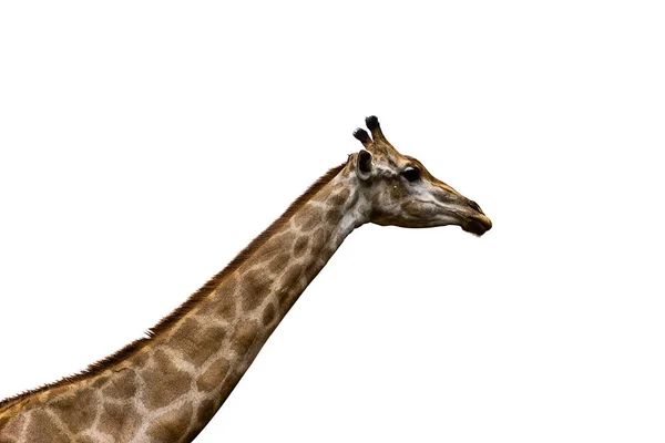 Giraffe Neck Isolated White Background — Stock Photo, Image