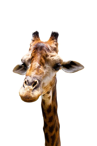 Zürafa Baş Boyun Beyaz Arka Plan Üzerinde Izole — Stok fotoğraf