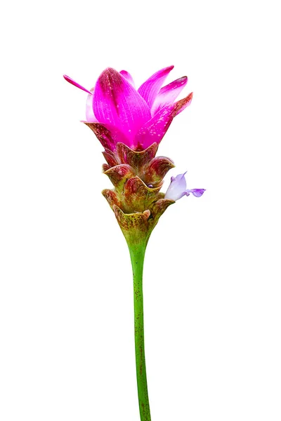 Roze Siam Tulip Geïsoleerd Witte Achtergrond — Stockfoto
