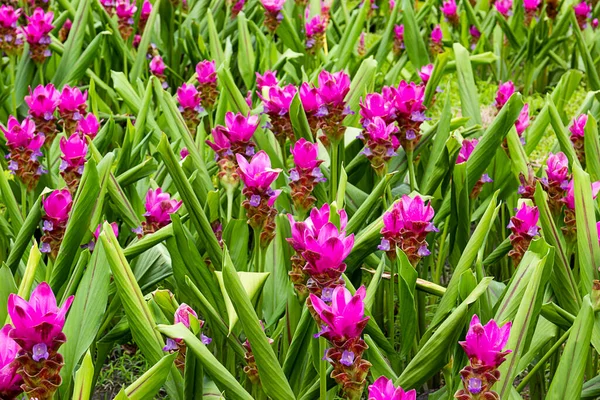 Pink flower Siam Tulip garden with green leaf