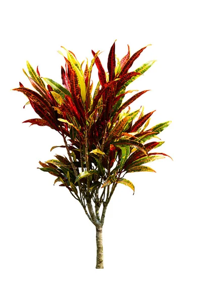 Barevné Croton List Strom Izolované Bílém Pozadí — Stock fotografie