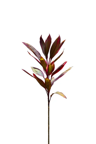 Unga Cordyline Fruticosa Träd Isolerad Vit Bakgrund — Stockfoto