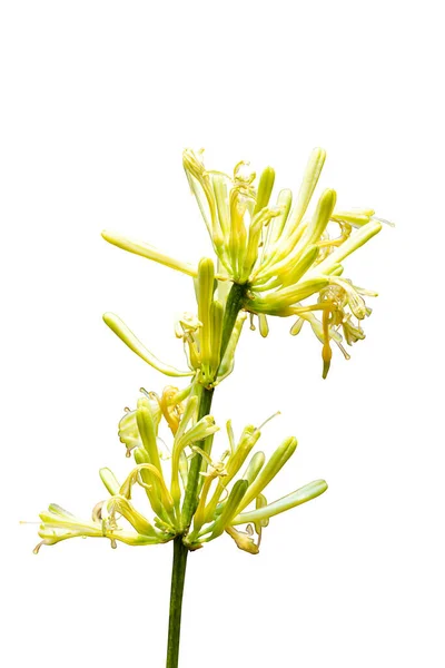 Dracaena Trifasciata Fleur Isolée Sur Fond Blanc — Photo