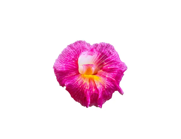 Růžové Costus Květiny Izolované Bílém Pozadí — Stock fotografie