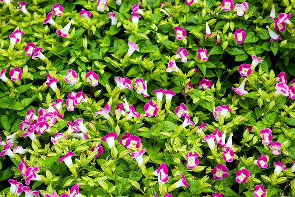 Rosa Torenia Flor Jardim Com Folha Verde — Fotografia de Stock