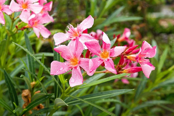 Pink Nerium Oleandes Flower Leave Water Drop Garden — Stock Photo, Image
