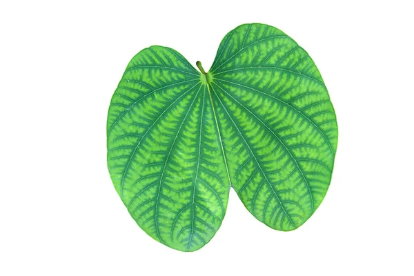 Zelený List Fialové Bauhinia Izolované Bílém Pozadí — Stock fotografie