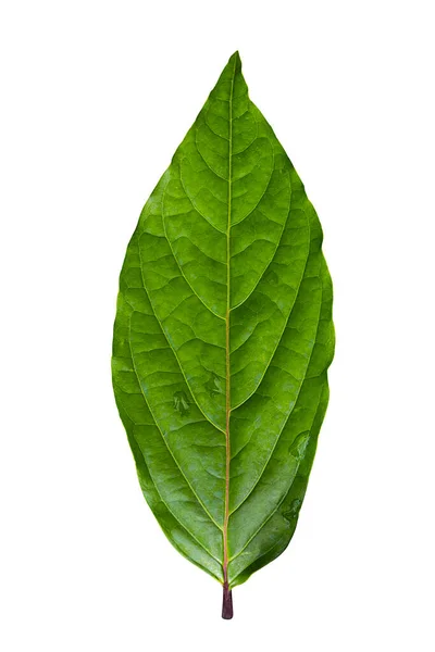 绿叶Ylang Cananga Odorata叶子 白色背景分离 — 图库照片
