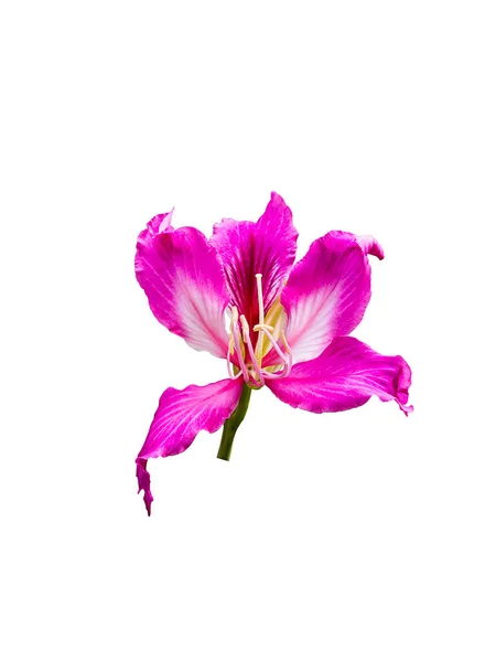Rosa Púrpura Bauhinia Flor Aislada Sobre Fondo Blanco — Foto de Stock