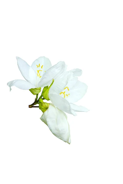 Flor Orquídea Branca Isolada Fundo Branco — Fotografia de Stock